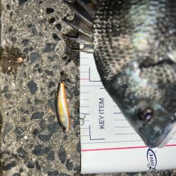 ノッコミチヌ!!