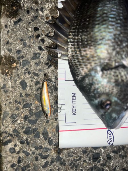 ノッコミチヌ!!