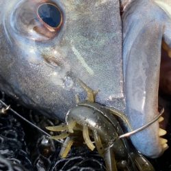 今日も今日とてチニング