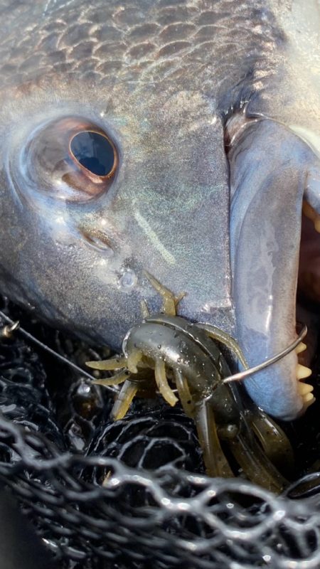 今日も今日とてチニング