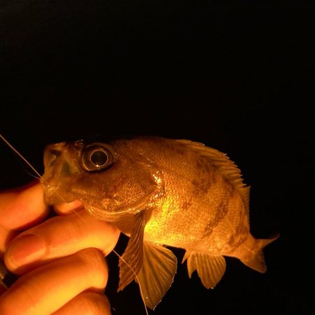 アジング&メバリング