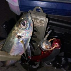 半年ぶりの釣行