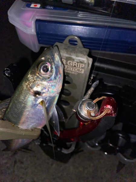 半年ぶりの釣行