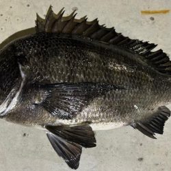 ガシラ狙いでチヌ