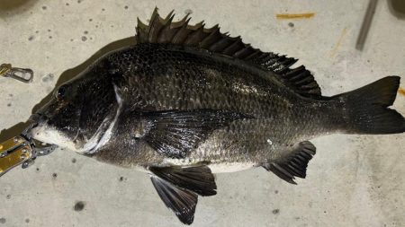 ガシラ狙いでチヌ