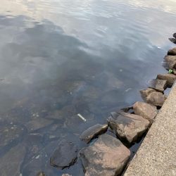 ショートバイトのみ