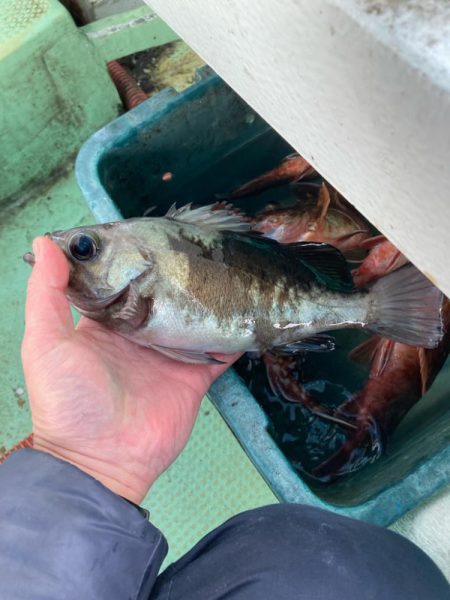 のんびりメバル＆ガシラ便わ