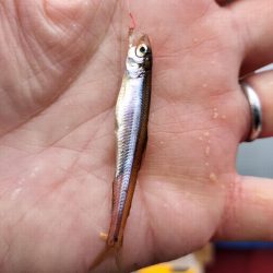 愛知県入鹿池ボート ワカサギ釣り!