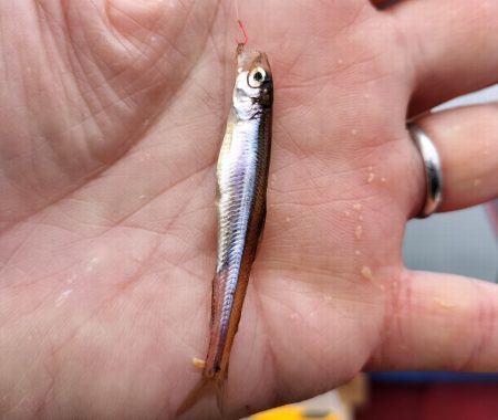 愛知県入鹿池ボート ワカサギ釣り!