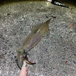 数は少ないけどオスメインで釣った感抜群！