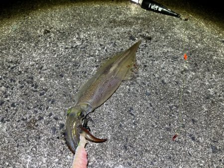 数は少ないけどオスメインで釣った感抜群！