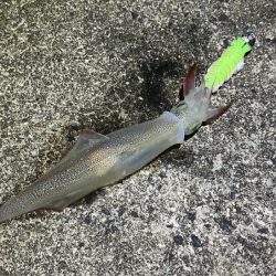 ヤリイカの新規ポイント開拓！渋いなりにボチボチ釣れた！！