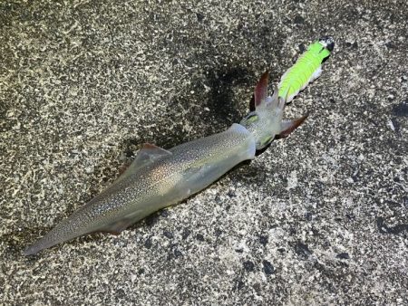 ヤリイカの新規ポイント開拓！渋いなりにボチ…