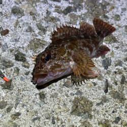 激渋メバリング