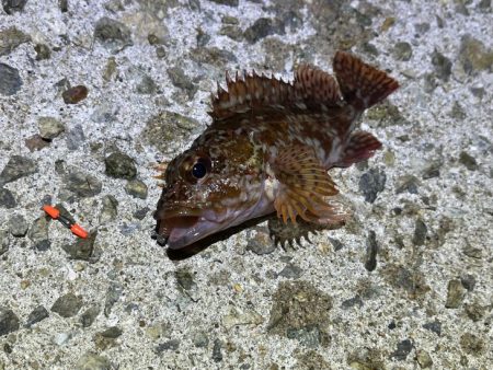 激渋メバリング