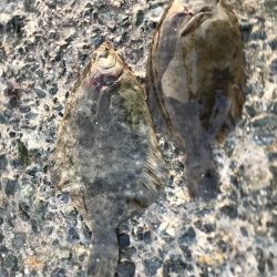 朝もカレイ　夕方もカレイ