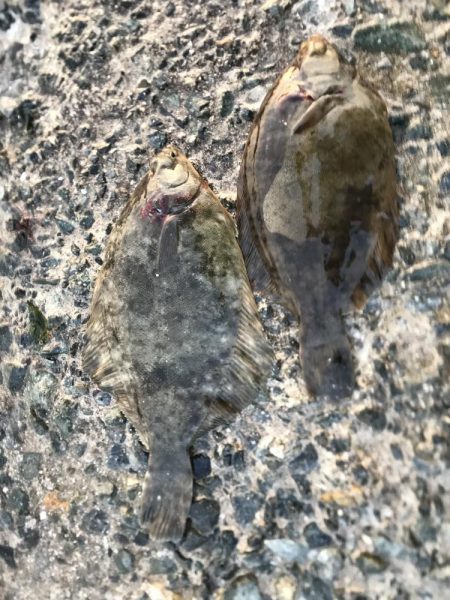 朝もカレイ　夕方もカレイ