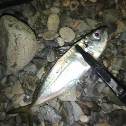 (尺アジ)フロートゲーム。