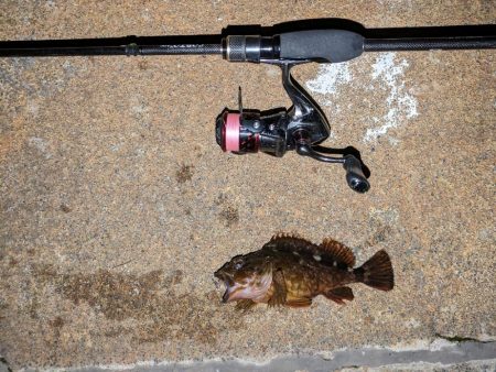 久しぶりにメバリング