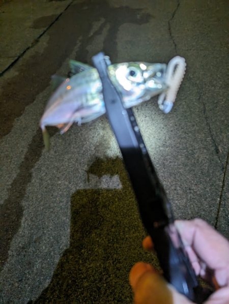 陸っぱり釣行記