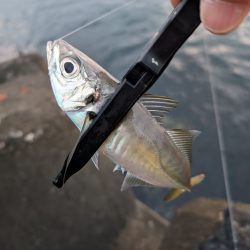 陸っぱり釣行記