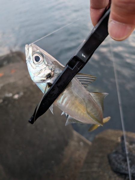 陸っぱり釣行記