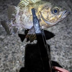 陸っぱり釣行記