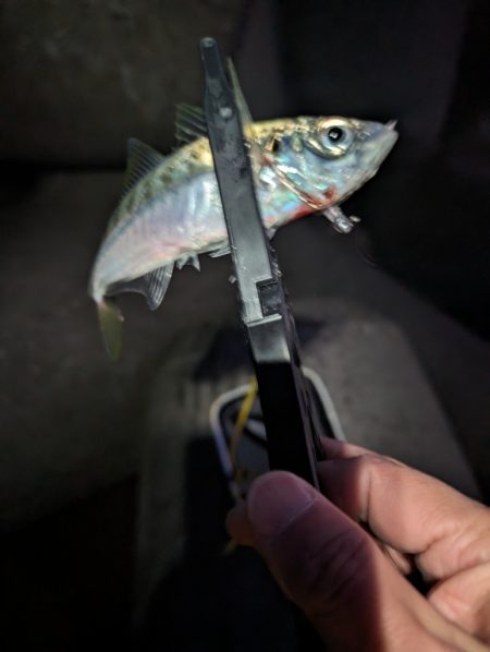 陸っぱり釣行記