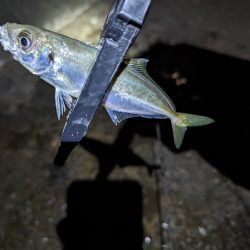 陸っぱり釣行記