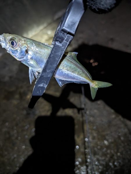 陸っぱり釣行記