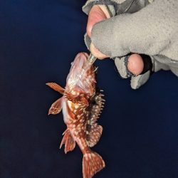 ヤリイカ・メバル