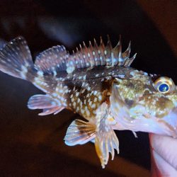 仕事終わりに🎣