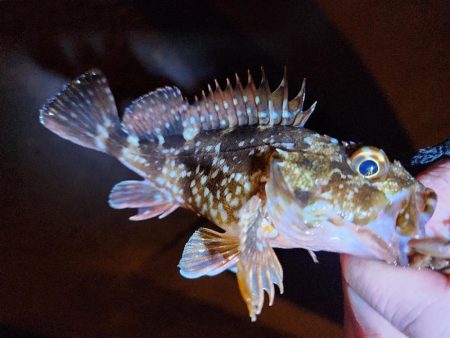 仕事終わりに🎣