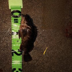 サンデーアングラーの宿命