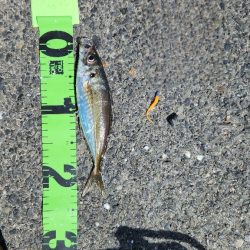 アジング、シーズンイン！