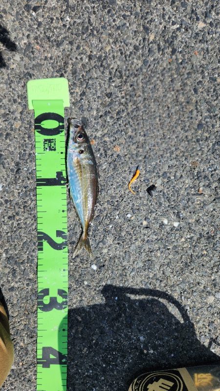 アジング、シーズンイン！