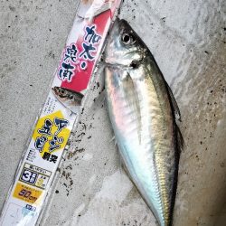 加太沖で五目便