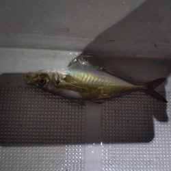 今年初のボートアジング!(鱸乱舞)