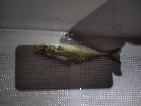 今年初のボートアジング!(鱸乱舞)