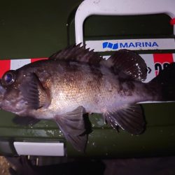 メバリング🎣