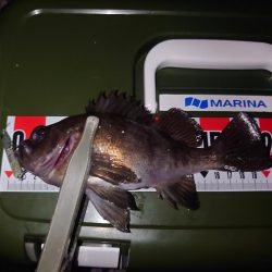 メバルプラッキング縛り🎣