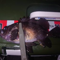 皆さんでわいわいメバリング🎣