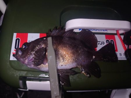 皆さんでわいわいメバリング🎣