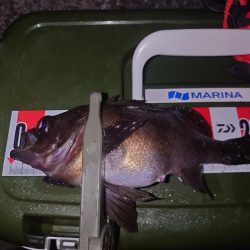 メバリング🎣