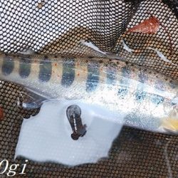 揖保川、ようやく本格解禁の気配