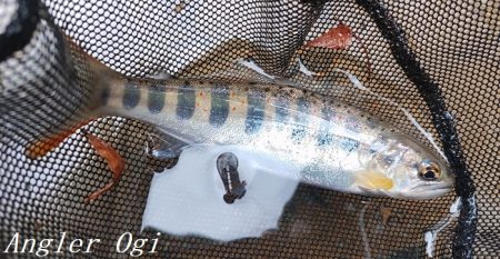 揖保川、ようやく本格解禁の気配