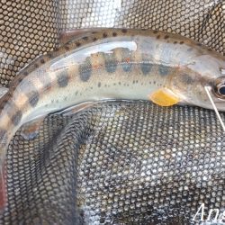 2024年、揖保川解禁!