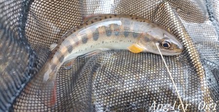 2024年、揖保川解禁!