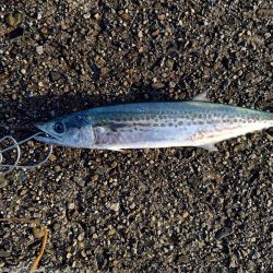 約1ヶ月ぶりの魚