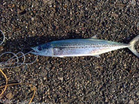 約1ヶ月ぶりの魚